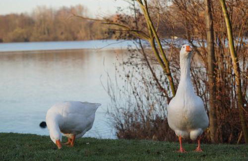 Ferienwohnung Casa Di Lago 2 - Foto 24