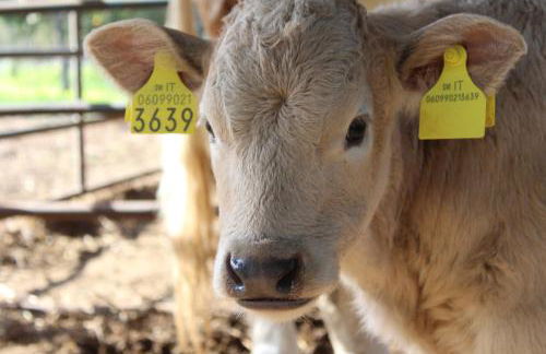 Agriturismo Silis - Foto 21