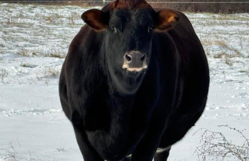 Lakefront Farmhouse for Family Gatherings - Foto 47