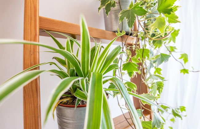 Surf Sound B Flat in Livorno - Foto 20