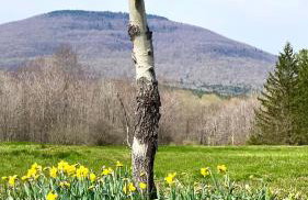 Cheerful 3-bedroom cabin with mountain view - Foto 20