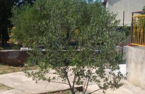 Apartment Marko - Foto 32