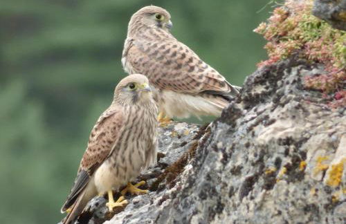 Gites Castel de Cantobre - Le Griffon - Photo 15