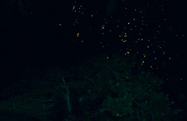 Passeio de barco com avistamento de vaga-lumes - Foto 3