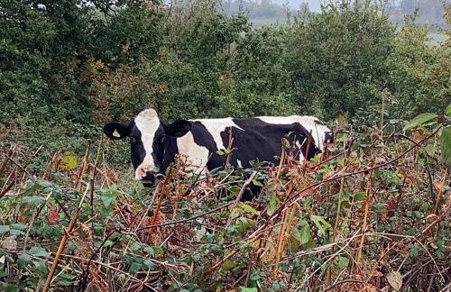 The Old Pigsty Dorset, Cosy Romantic Escape For Two - Foto 23