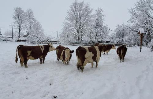 Biohof Dimper - HühnerNest - Foto 14