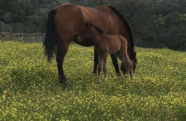 Casa Rural Monterrey Aroche - Foto 26