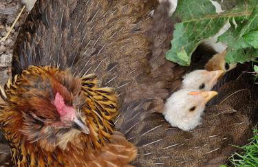 The Bungalow - Ardullie Lodge - Photo 28