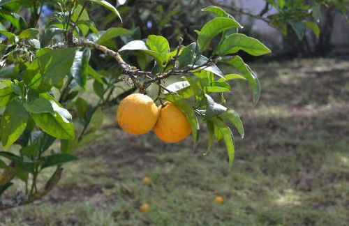 Casa La Veguetilla en San Mateo - Foto 39