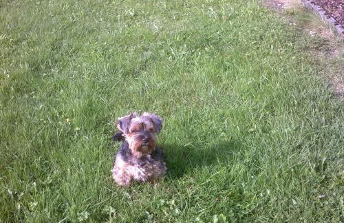 Haus Alpenblick inkl. Chiemgaukarte - Foto 8