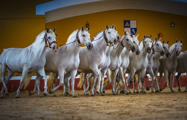 Yeguada de la Cartuja Stud Farm Tour - Foto 6