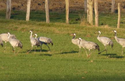Les Jardins de la quiétude - Foto 19