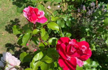 Bezaubernde Ferienwohnung mit Rosengarten - Foto 36