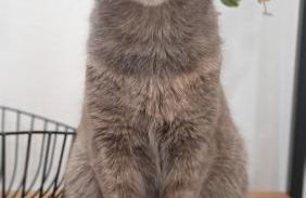 Kanela Guest House B-side - Foto 21