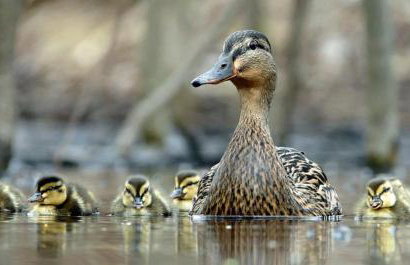 Serenity On The Lake - Foto 26