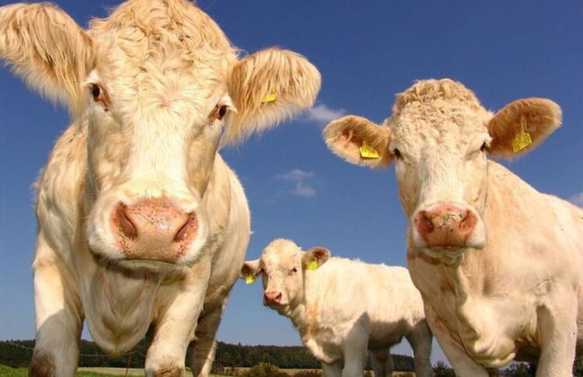 Holiday Home in Willingen-neerdar - Photo 10