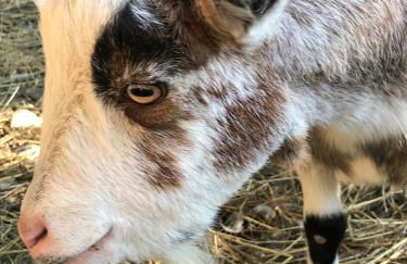 Poplar Lodge, Dee Valley Stays - cosy microlodge with detached private shower & WC - Photo 21