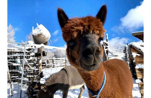 Rustic Log Cabin on Eco-Friendly Farm near Taos, New Mexico - Foto 56
