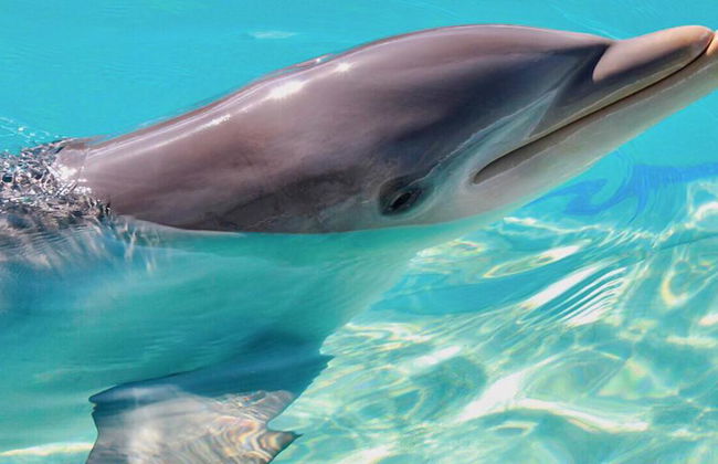 Delfin Schwimm-Abenteuer in Grand Sirenis Akumal-Tulum - Foto 1