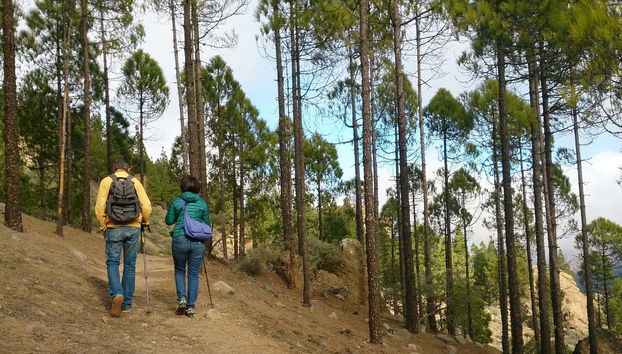 A spasso tra i pini delle Canarie
