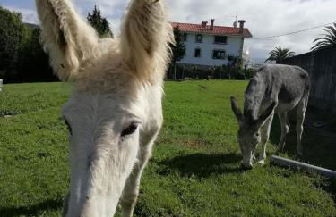 Agroturismo Pagoederraga - Foto 61