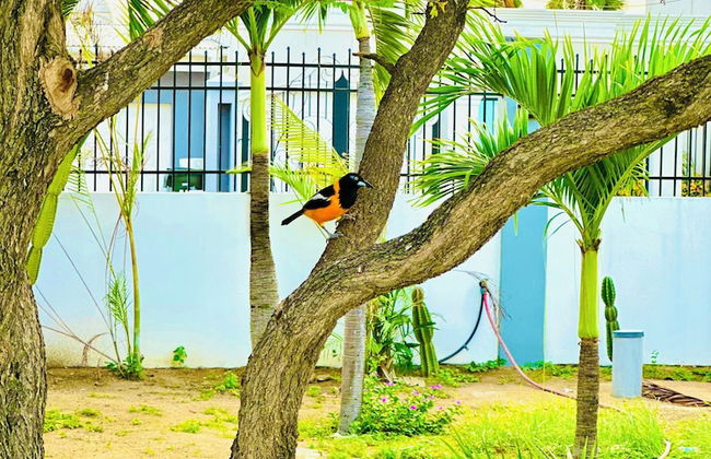 Eagle Stays Aruba - Foto 66