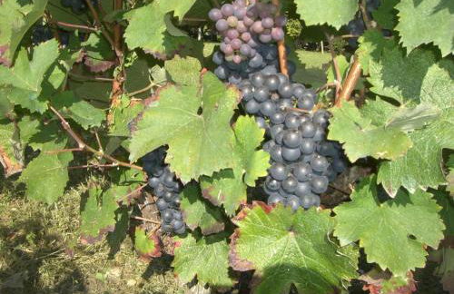 Demeure de caractère avec charme ancien et modernité contemporaine - FR-1-491-347 - Foto 30