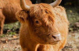 The Cottage at Highland Farms - Foto 18