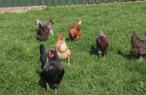 Belles View - Foto 23