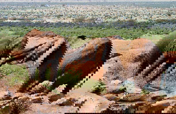 Safari privado por el Parque Nacional de Amboseli - Foto 6