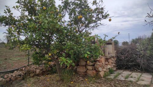 Trullo Contrada Specchi - Foto 5