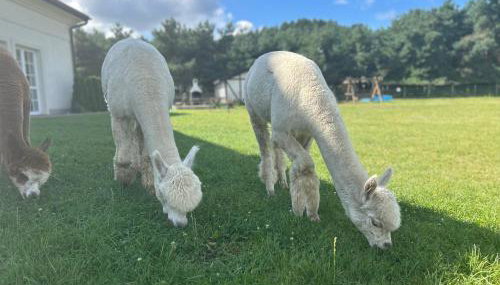 Apartamenty Góra - Foto 2