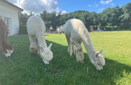 Apartamenty Góra - Foto 2