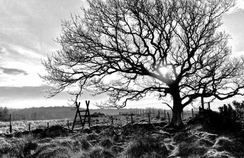 The Lodge at Muir Estate - Foto 39