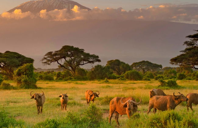 Safari privado de 2 días por el Parque Nacional de Amboseli - Foto 1