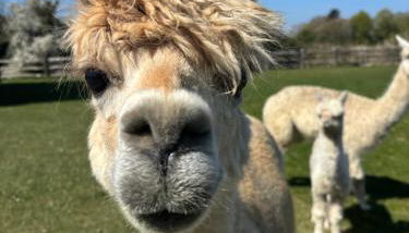 Rife Lodges - Foto 2