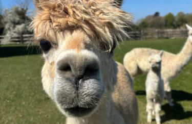 Rife Lodges - Foto 2