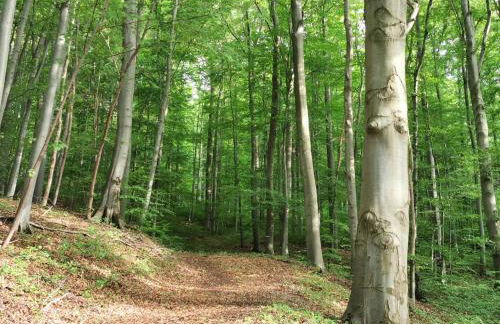 Ferienwohnung Rhön (Er) Leben - Foto 26