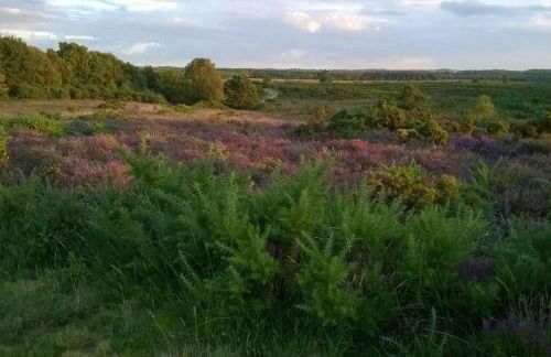 Family friendly sunny Log Cabin - Photo 22