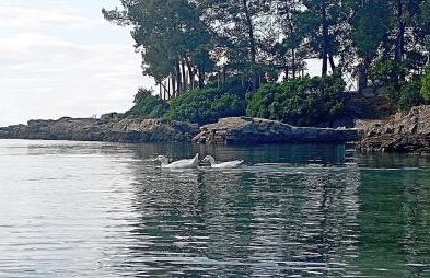 Alexander's - Foto 27