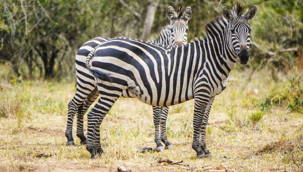 Safari de 2 días por el Parque Nacional del Lago Mburo - Foto 2, Cebras en el Lago Mburo