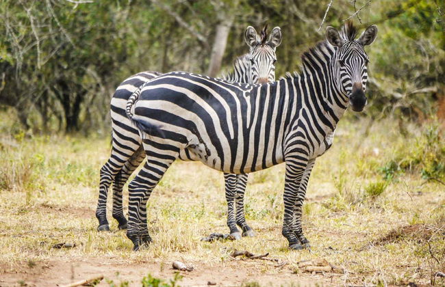 Safari de 2 días por el Parque Nacional del Lago Mburo - Foto 1