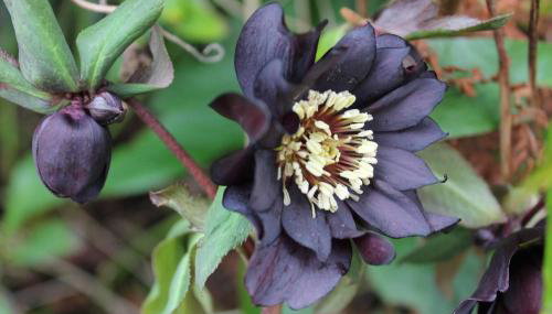 Rhandirmwyn - Cottage - Sleeps 4 - Pet Friendly - Foto 5, Garden