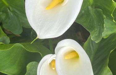 Antica Corte Milanese - Foto 37