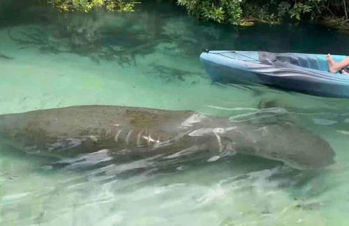 Manatee Oasis Weeki Wachee Family Fun Pool Home - Foto 2