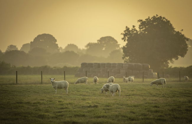 Overe - The Farm Camp - Foto 10