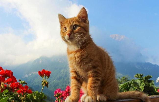 Retreat in Samnaun Alps - Foto 17