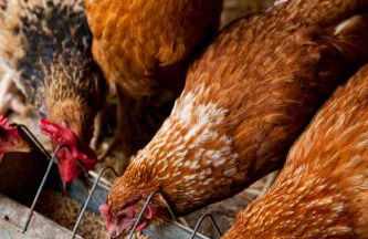 Agroturisme Can Planells - Foto 18