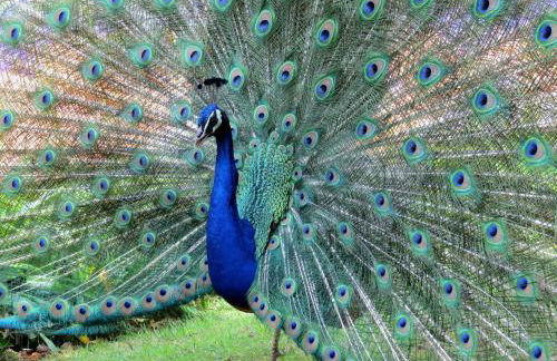 Casa Bela Vista - Foto 46