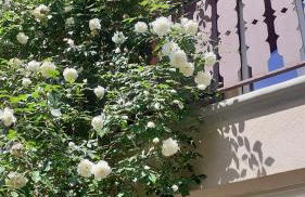 Casetta Camilla - Foto 24